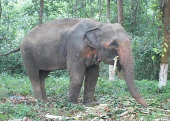4years -old wild elephant recovered